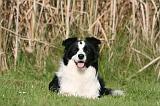 BORDER COLLIE 1381